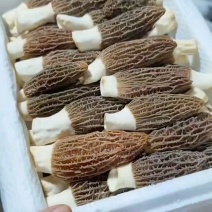 探秘冬春季美味品味醇香鲜羊肚菌的独特风味可代发顺丰快递