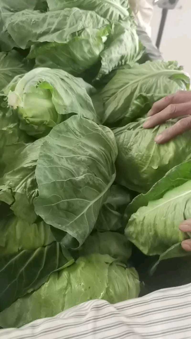 鸡心包菜产地一手货源，量大从优，欢迎订购。