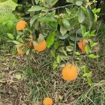湖北精品伦晚脐橙产地直销以质论价诚信经营保证质量