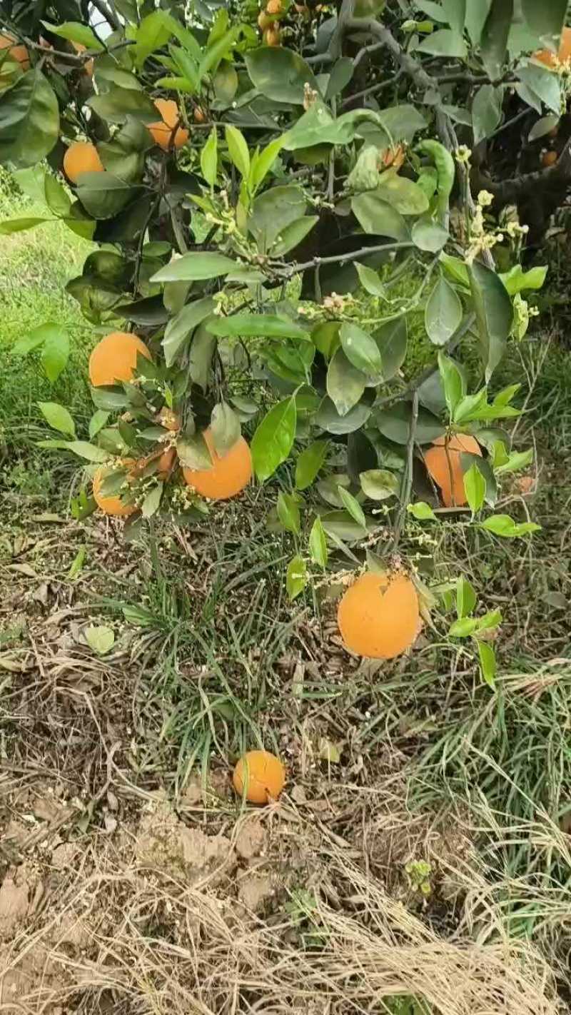 湖北精品伦晚脐橙产地直销以质论价诚信经营保证质量