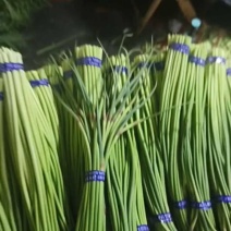 【红帽蒜薹】山东济宁蒜薹冷库蒜苔产地直发货源充足支持代发
