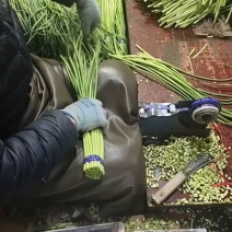 山东济宁蒜薹新鲜发货产地直发货源充足支持代发