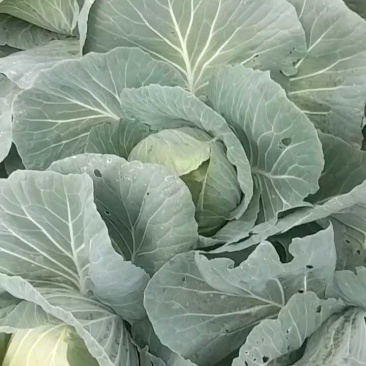 四川邛崃春福来包菜，一毛五一斤，规格35。