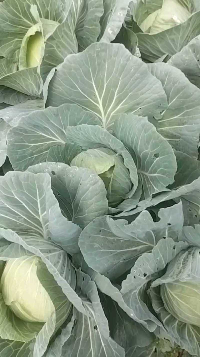 四川邛崃春福来包菜，一毛五一斤，规格35。