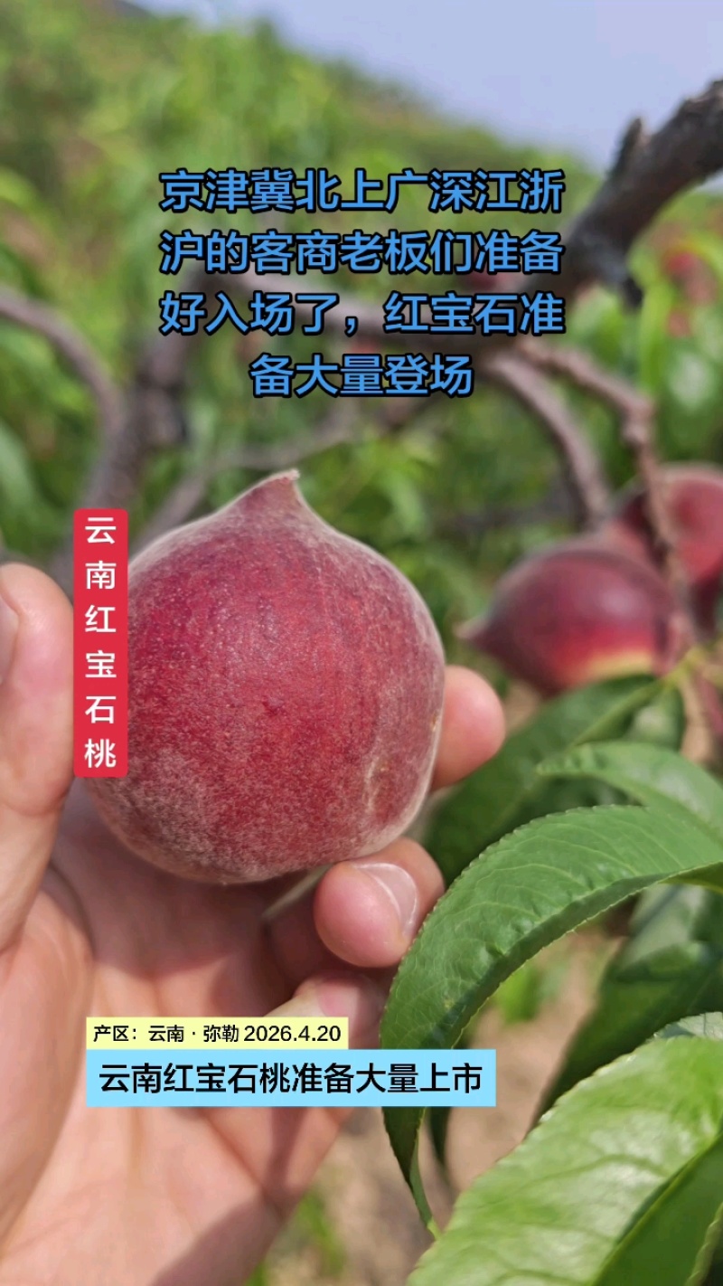 一件代发精品云南早红桃脆甜多汁红宝石蜜桃弥勒产区现摘现发