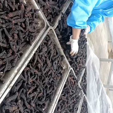 安徽金寨多花黄精九蒸九晒古法制作软糯香甜接代加工