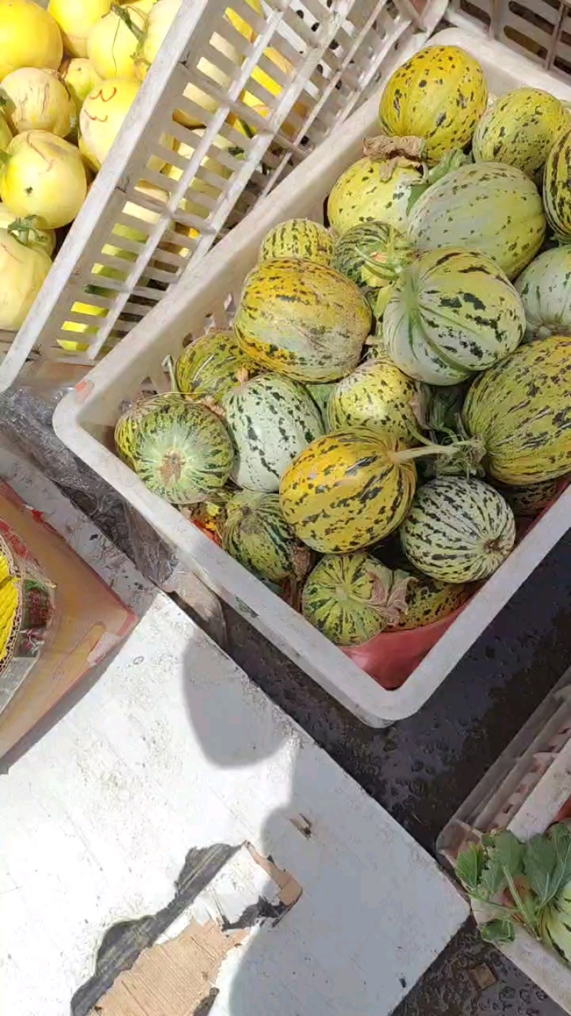 花美人甜瓜