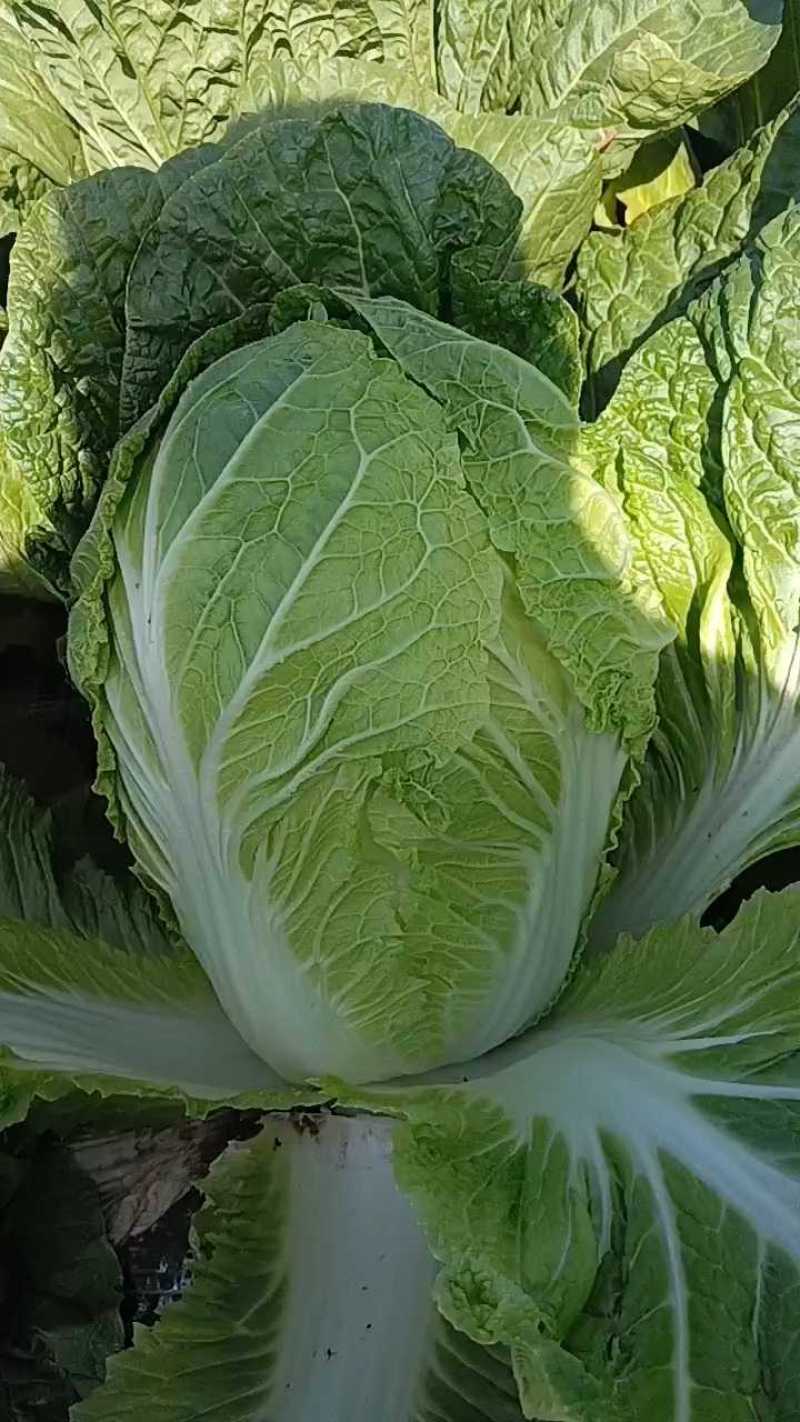 【地头价】河南黄心大白菜大量有货价格超低要的联系