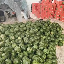 早春红玉小西瓜，手剥小糖丸无籽瓜2K小吊瓜，头茬瓜