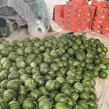 早春红玉小西瓜，手剥小糖丸无籽瓜2K小吊瓜，头茬瓜