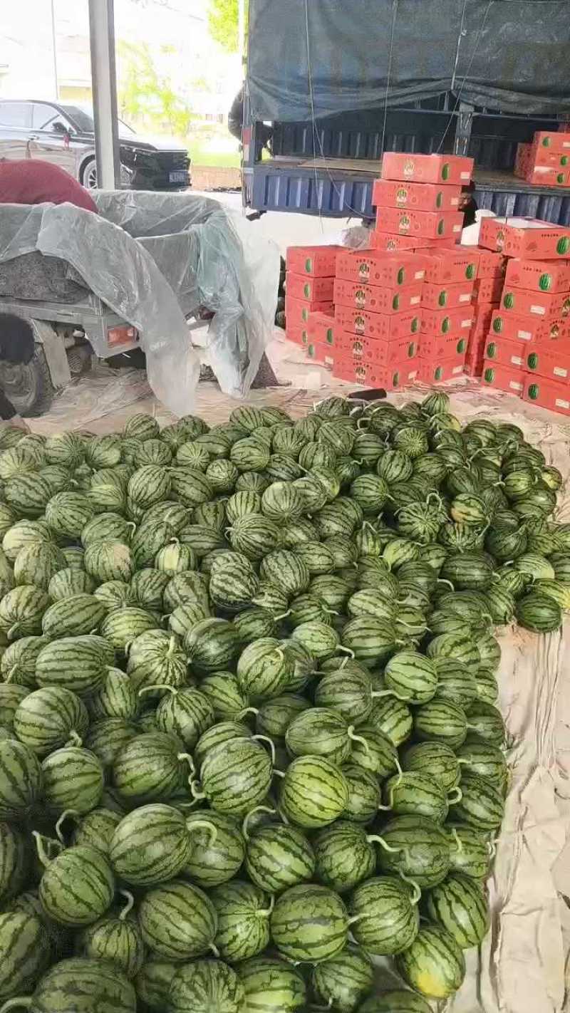 早春红玉小西瓜，手剥小糖丸无籽瓜2K小吊瓜，头茬瓜