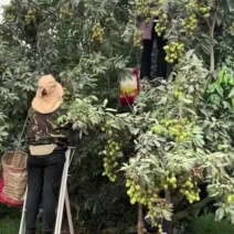 广东茂名高州妃子笑荔枝产地直发一件代发B2B商超市场合作