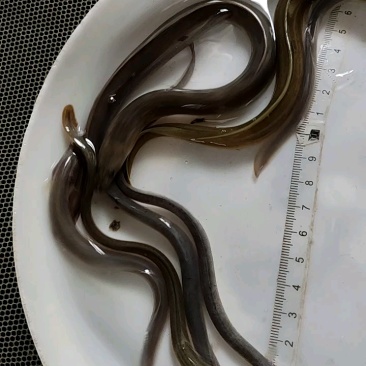 【实力供货】鳗鱼苗量大发货价格合理欢迎进店买货