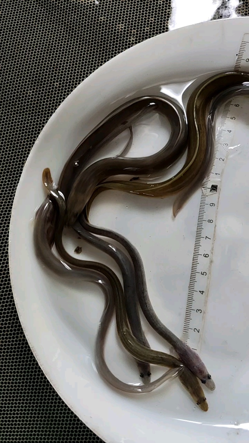 【实力供货】鳗鱼苗量大发货价格合理欢迎进店买货