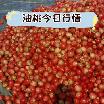 油桃中油4号5号十六十八十九产地直供可供应各种渠道