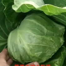 河北甘蓝，精品甘蓝绿甘蓝，现大量上市，欢迎来电咨询！