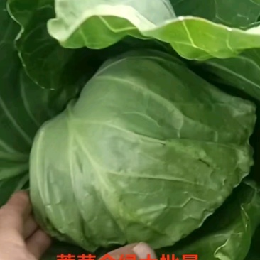 河北甘蓝，精品甘蓝绿甘蓝，现大量上市，欢迎来电咨询！