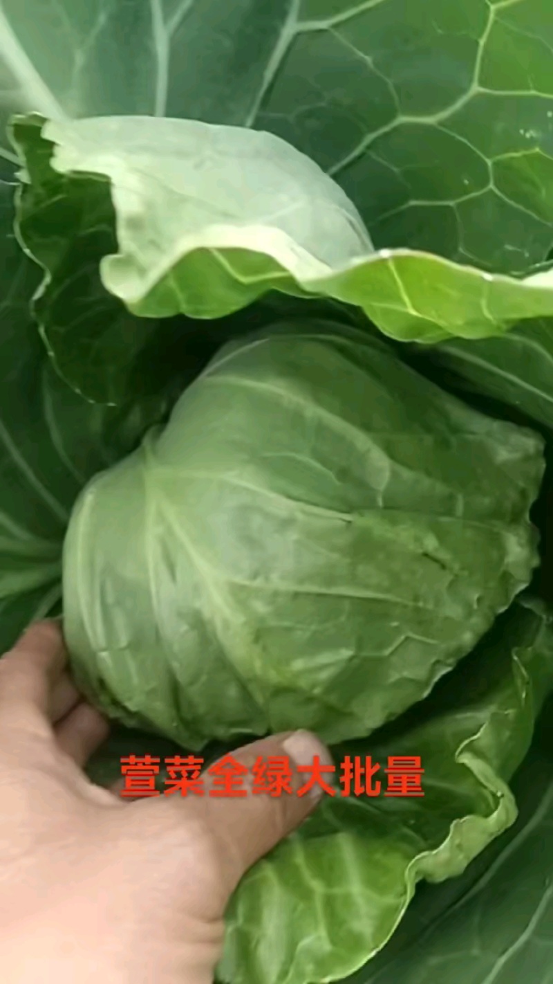 河北甘蓝，精品甘蓝绿甘蓝，现大量上市，欢迎来电咨询！