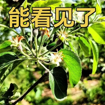 烟台栖霞苹果，产地直供，欢迎客商看货