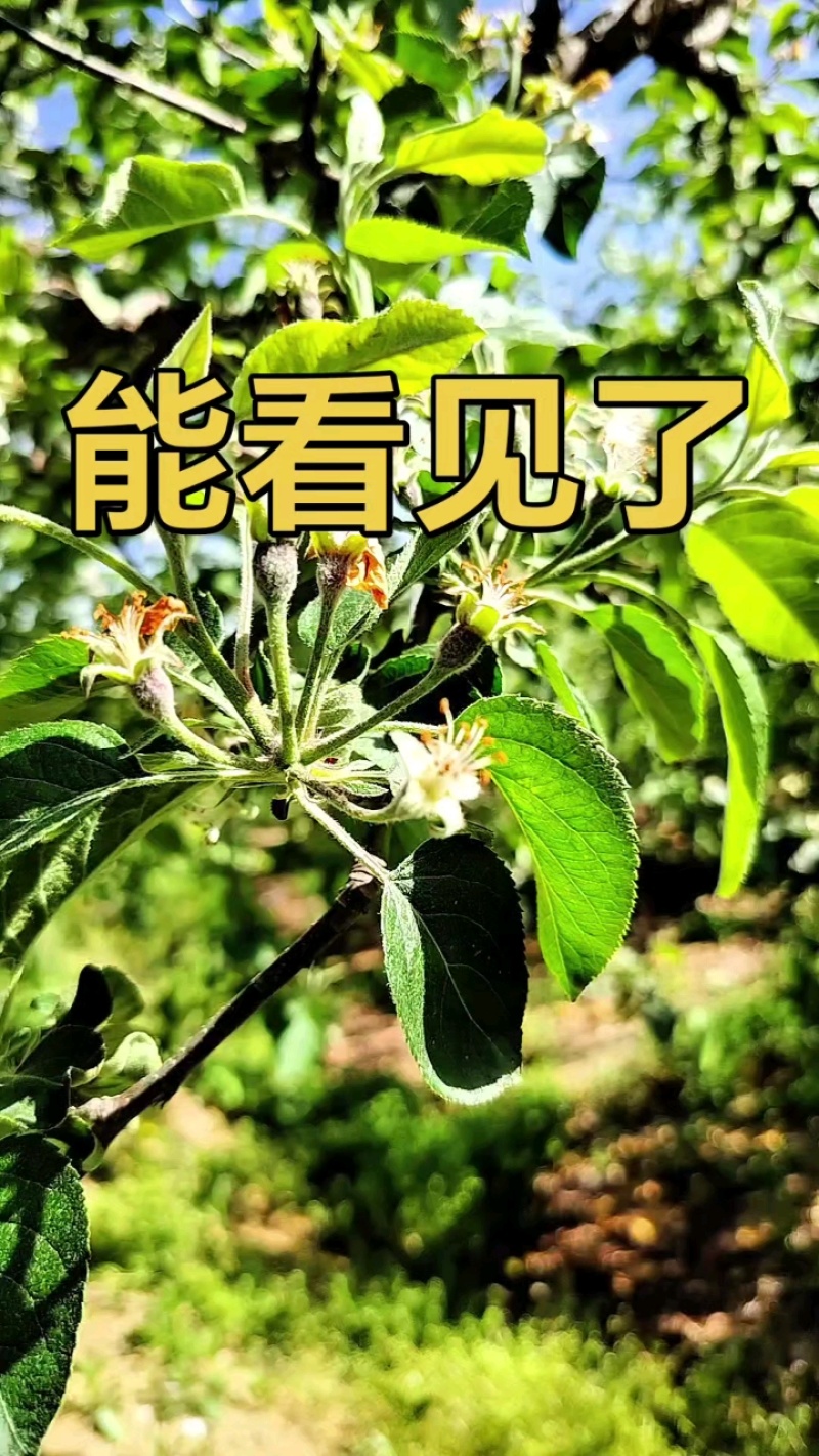 烟台栖霞苹果，产地直供，欢迎客商看货