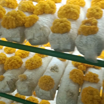 新鲜金耳现货，有机种植，量大稳定供应。