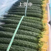 黄瓜精品货，质量好，价格便宜！