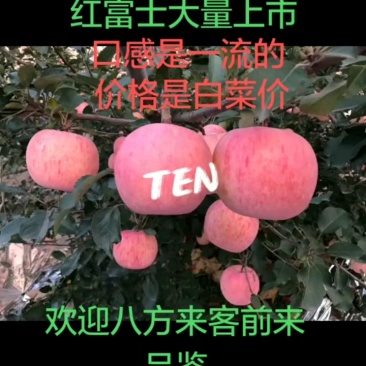 中条山高原冰糖心红富士脆甜爽口，欢迎八方来客前来品鉴
