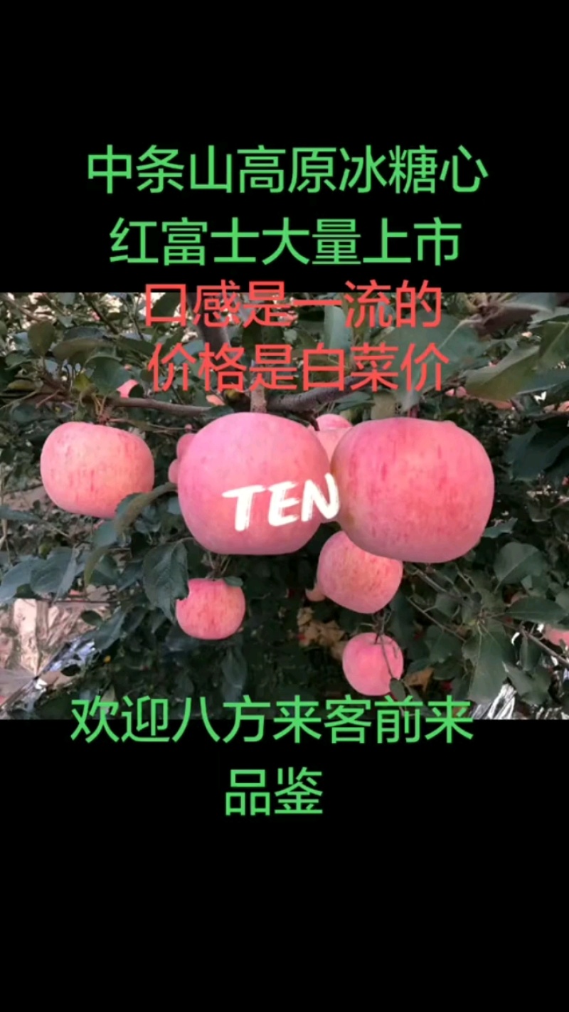 中条山高原冰糖心红富士脆甜爽口，欢迎八方来客前来品鉴