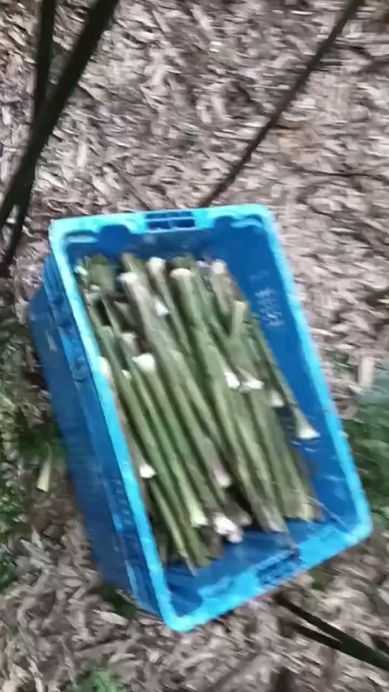 一级笋子，单个重五六十斤！