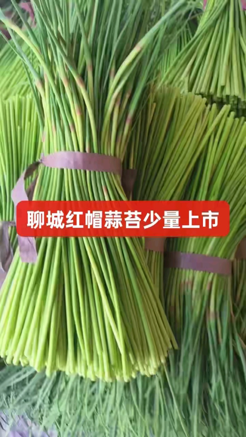 聊城大张蒜苔大量上市，需要的老板提前联系！