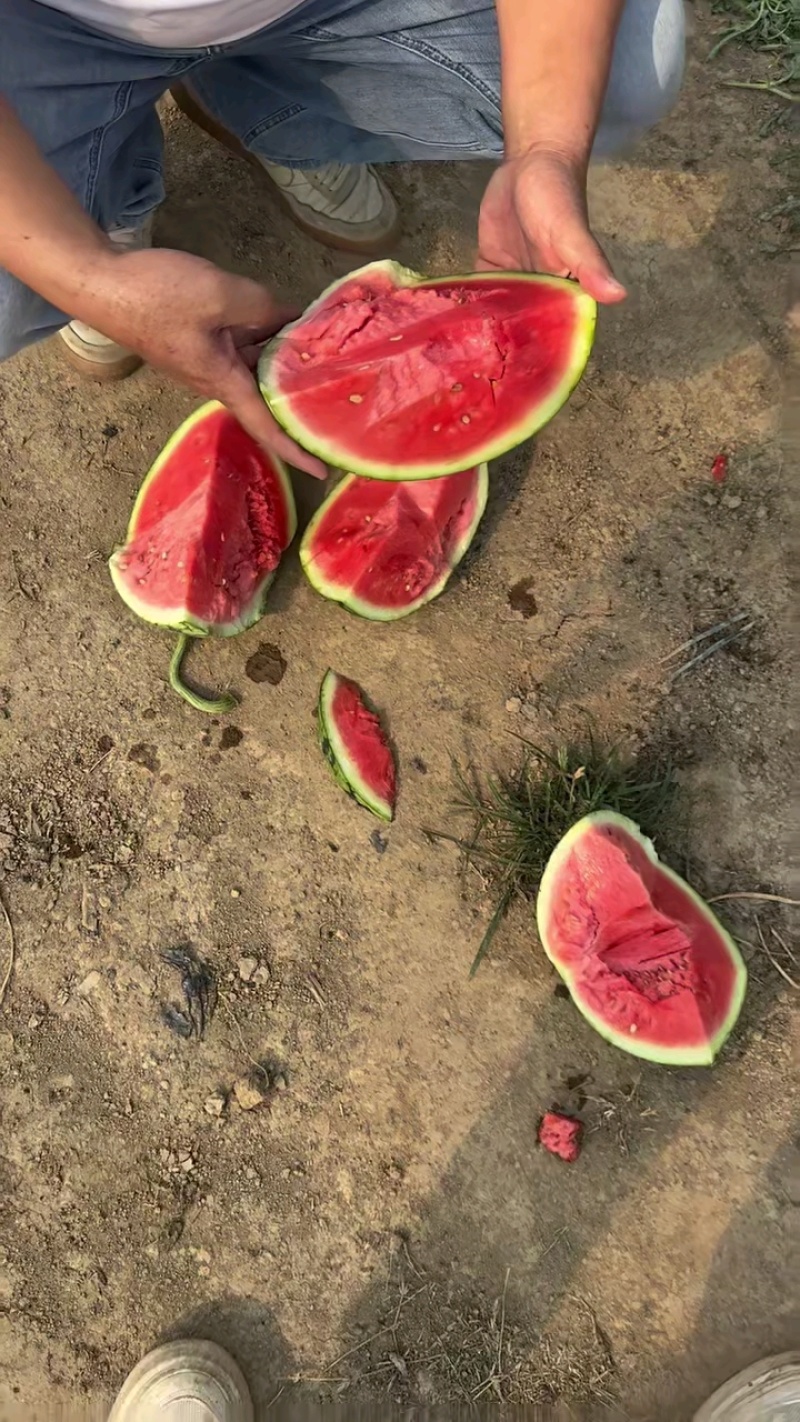 河南美都西瓜一手货源成熟度刚好可以提供纸箱托盘草垫子备货