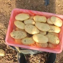 荷兰十五新土豆精品产地供应价格优