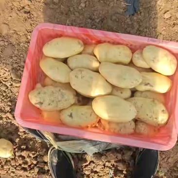荷兰十五新土豆精品产地供应价格优