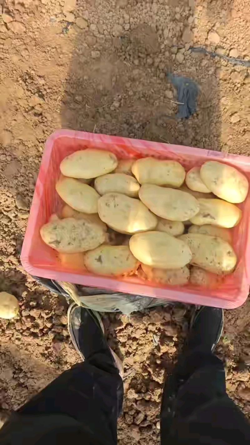 荷兰十五新土豆精品产地供应价格优