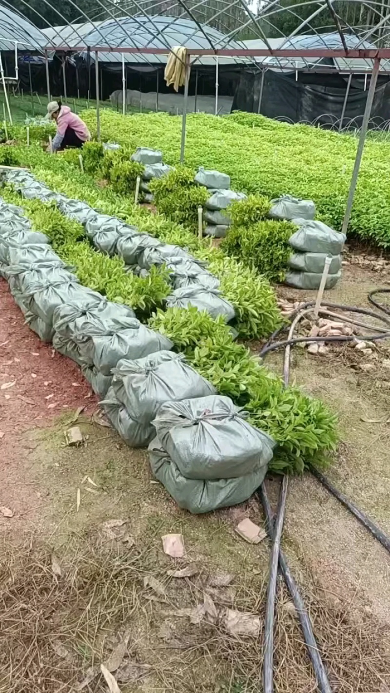 三叉苦杯苗钦州基地直发规格齐全保质保量供货