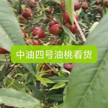 油桃山东油桃聊城冠县油桃质量保障提供分拣一条龙服务