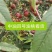 油桃山东油桃聊城冠县油桃质量保障提供分拣一条龙服务
