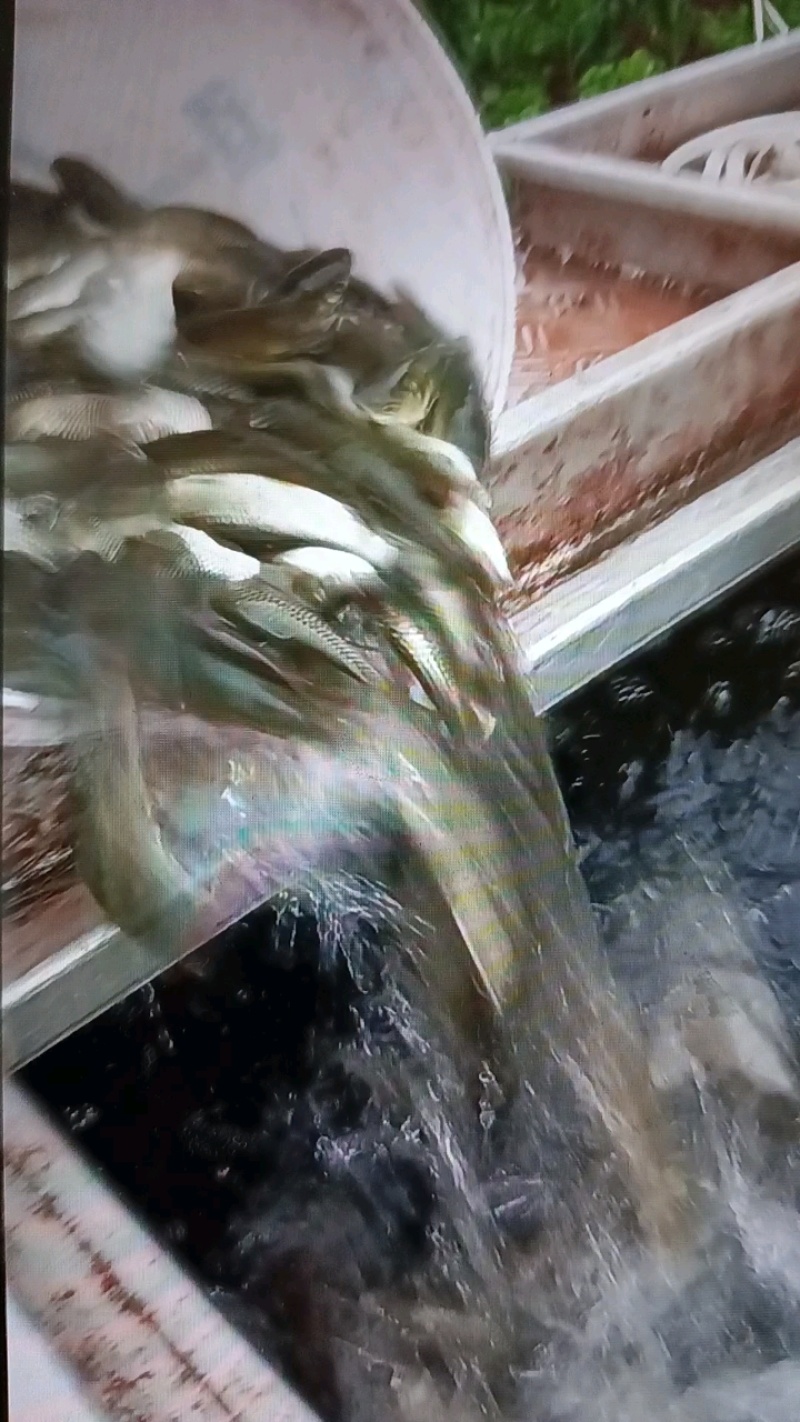 新一代长江抗病草鱼苗，各种鱼苗，包配送，死亡包赔，