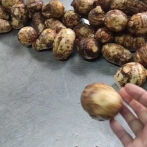 毛芋头，8520粉糯香甜基地直供全国代发