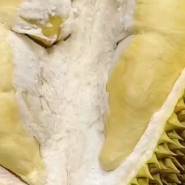 金枕榴莲一手批发价格，A果保5房，坏果包赔，货到付款
