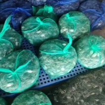 辽宁蟹苗大闸蟹苗精品全母活力好货源充足产地直销