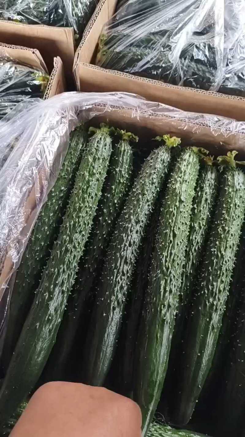 精品黄瓜基地直发，量大。欢迎全国各地的友人前来选购