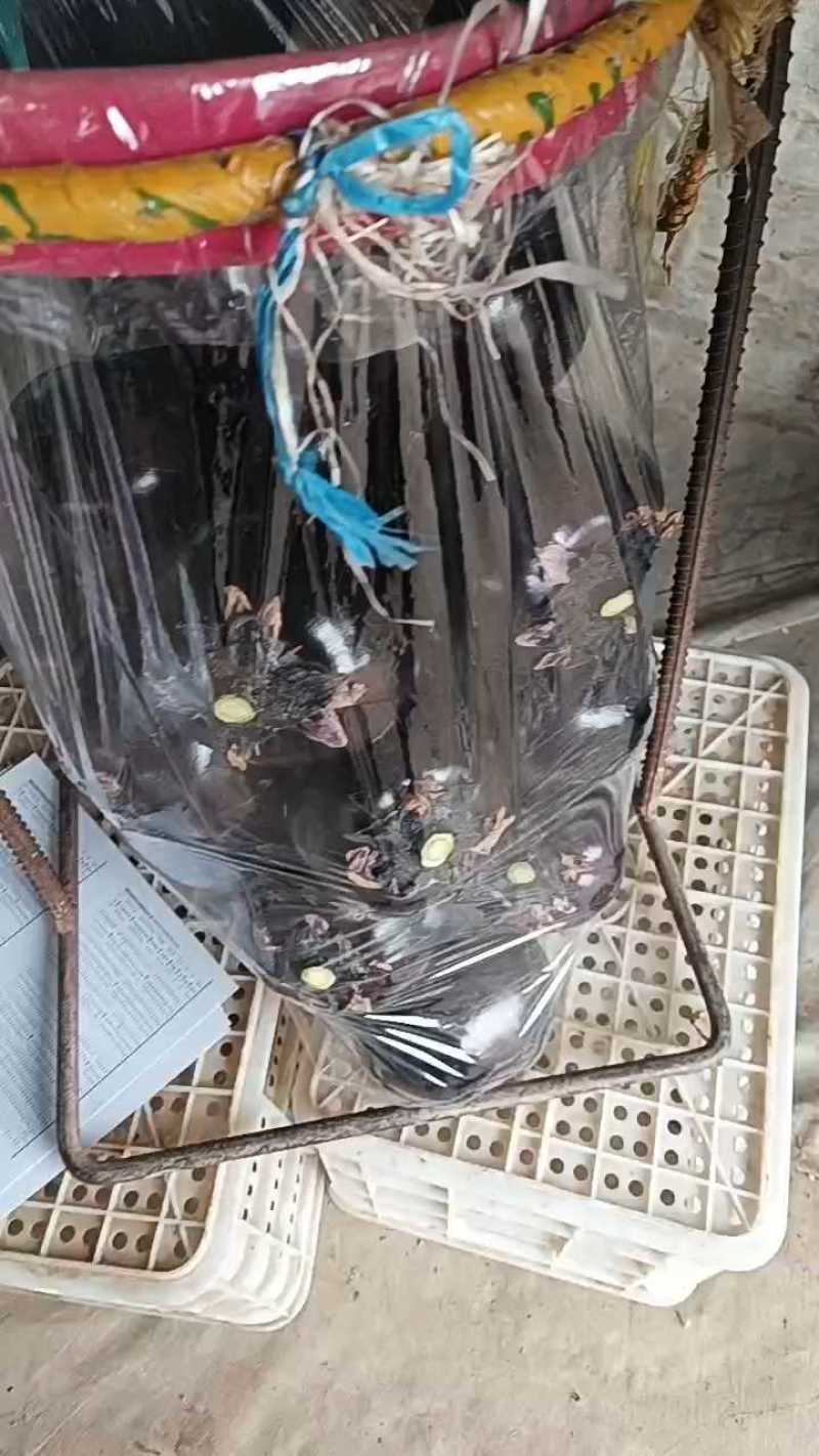 精品圆茄，质量漂亮无杂质。