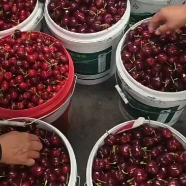 樱桃大棚美早红灯樱桃批发承接电商市场代发
