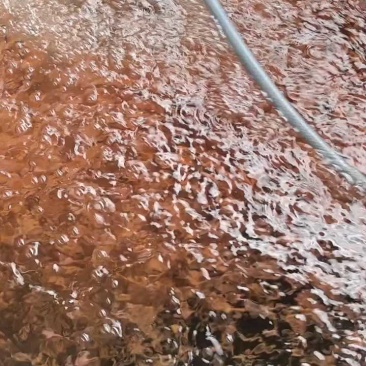 红罗非鱼苗彩红鲷罗非鱼苗各种齐全鱼苗批发