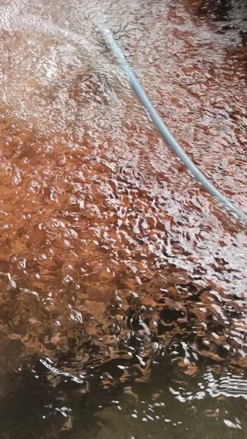 红罗非鱼苗彩红鲷罗非鱼苗各种齐全鱼苗批发