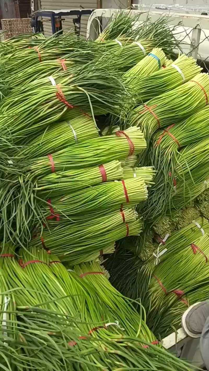 蒜薹好货，慢慢寄别急。