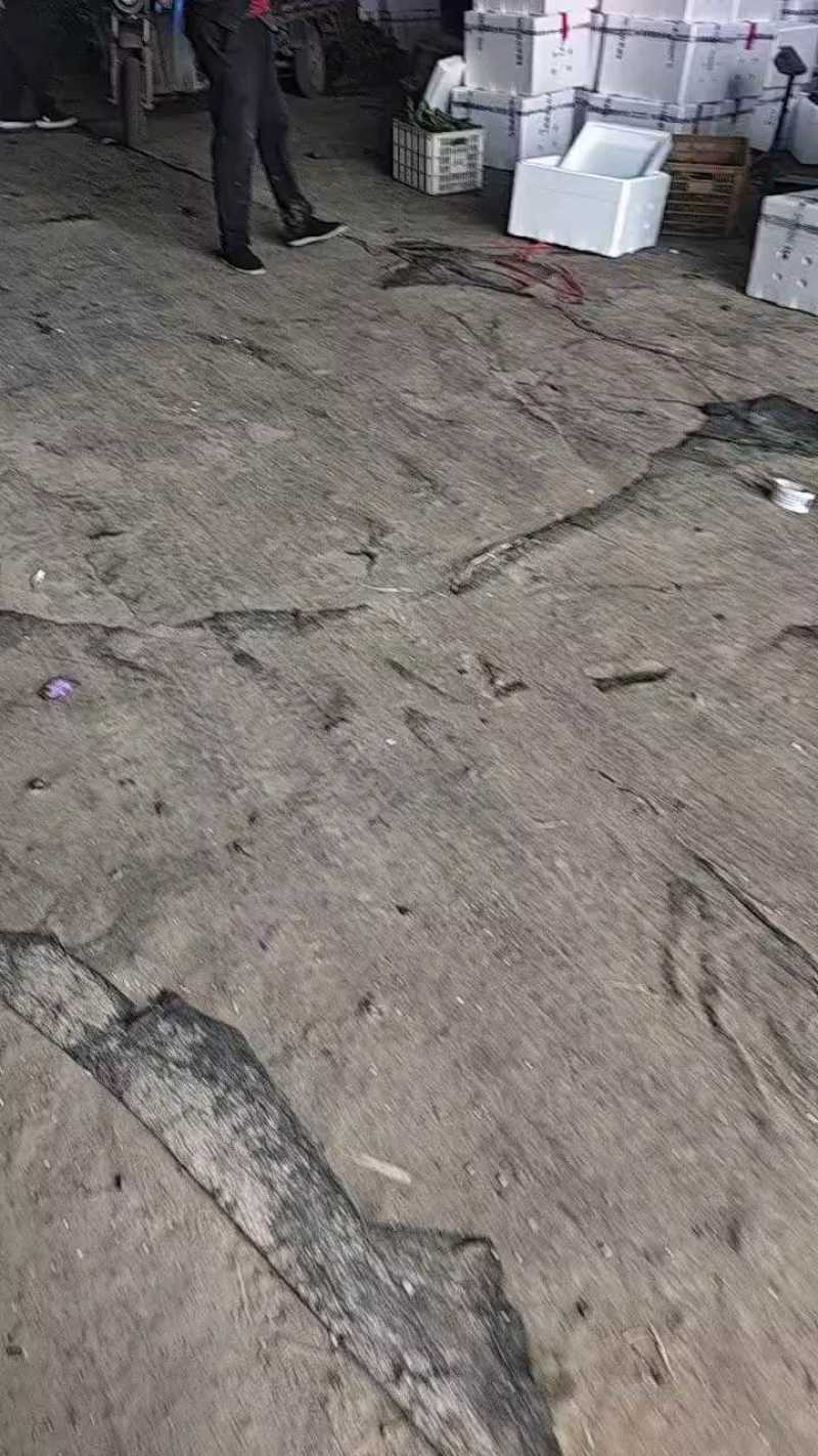 【有好货】产地暖棚螺丝椒，大量供应，好货