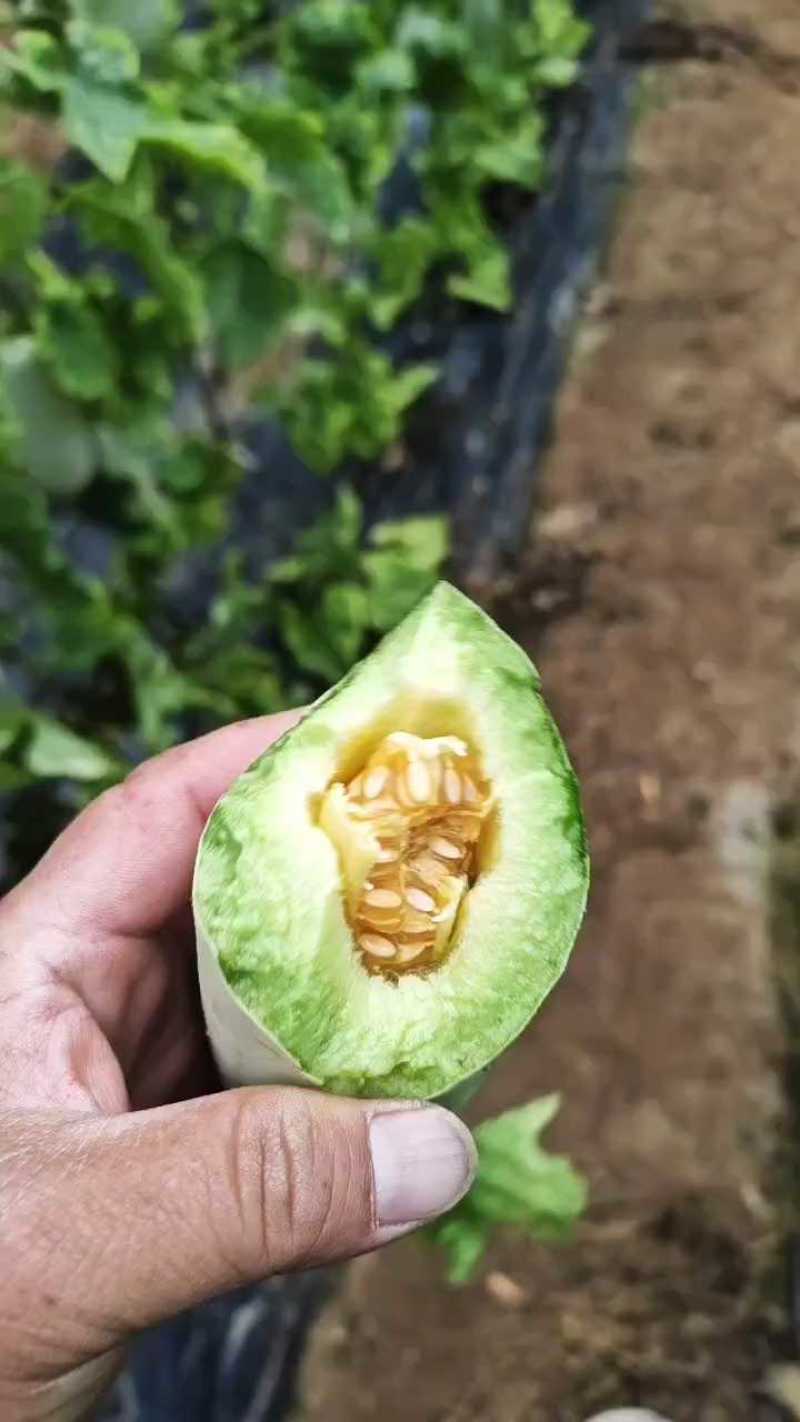 博洋61羊角甜瓜，皮薄肉厚甘甜可口，全国发货对接各地客商