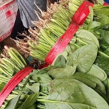 大叶菠菜产地发货质量可靠有大棚打捆装框泡沫箱